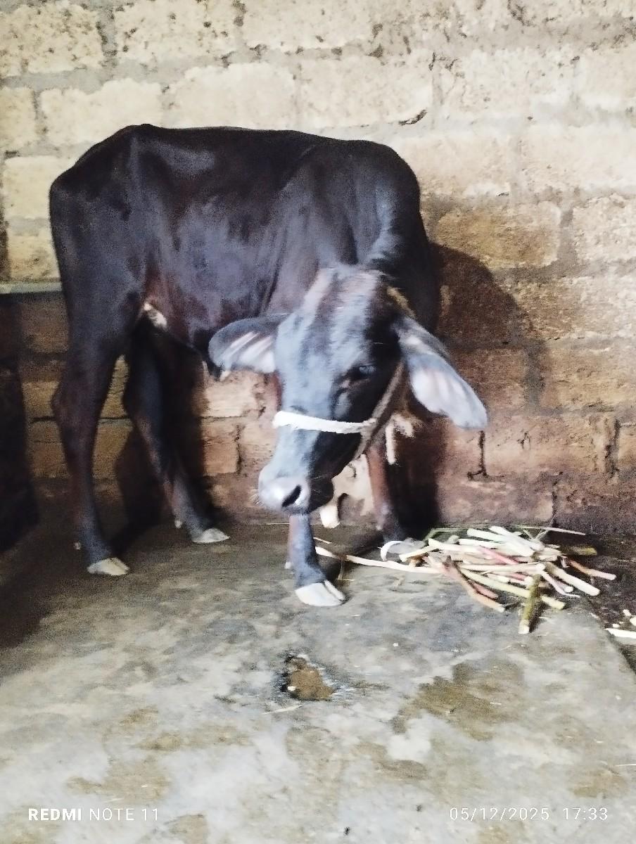 थंबनेल 3