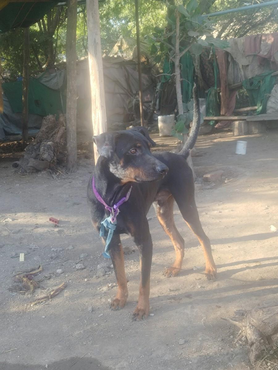 ડોબરમેન કુતરુ