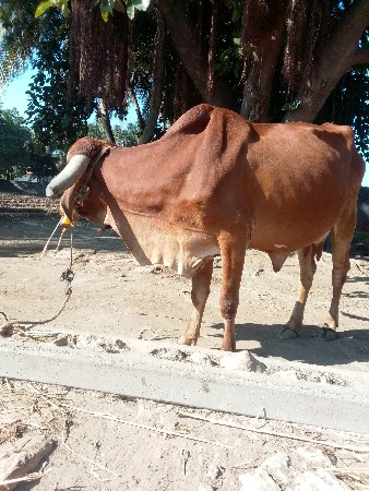 થંબનેલ 2