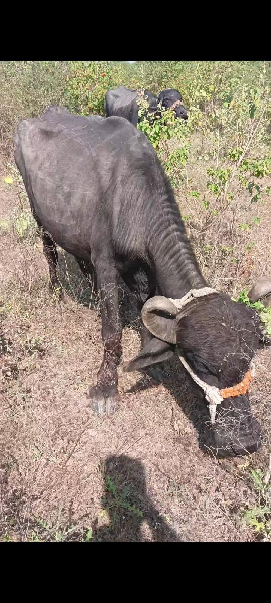 થંબનેલ 2