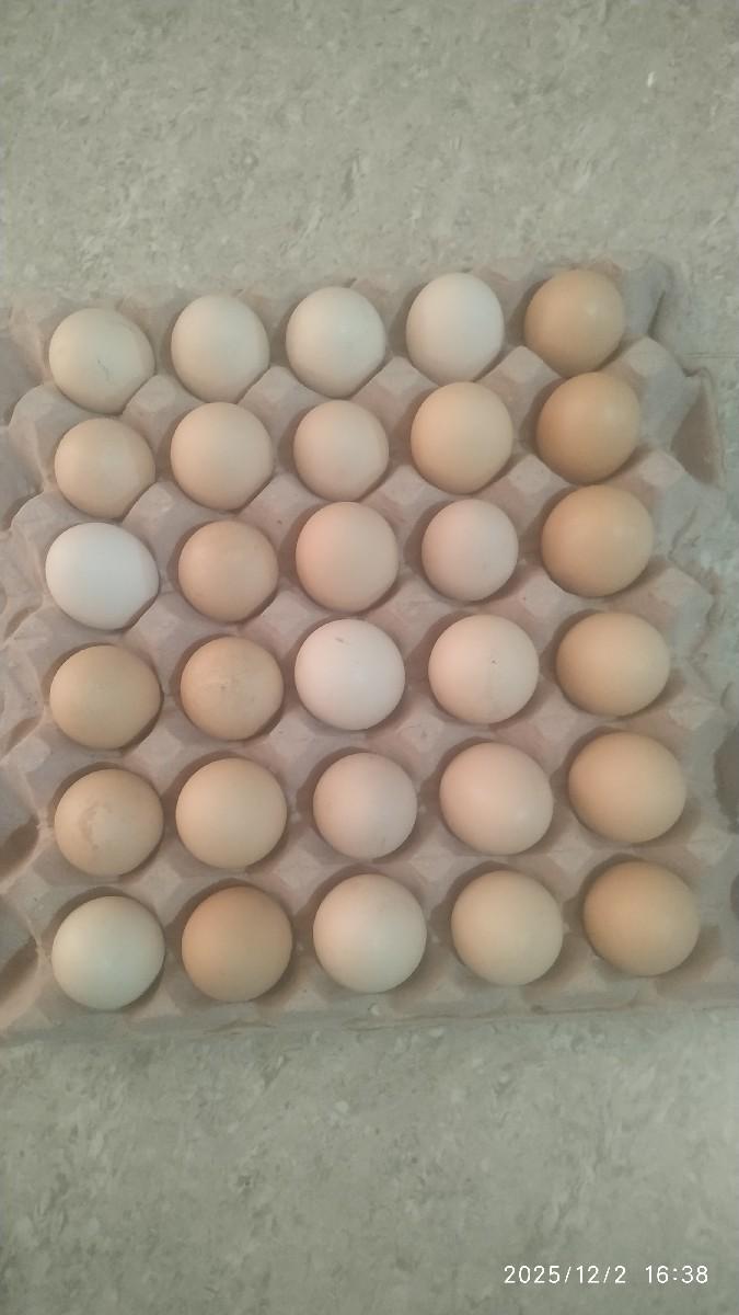 દેશી ઈડા