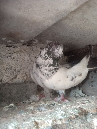 બેય નર છે