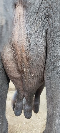 ભેસ‌‌‍ વેચવાનીછે