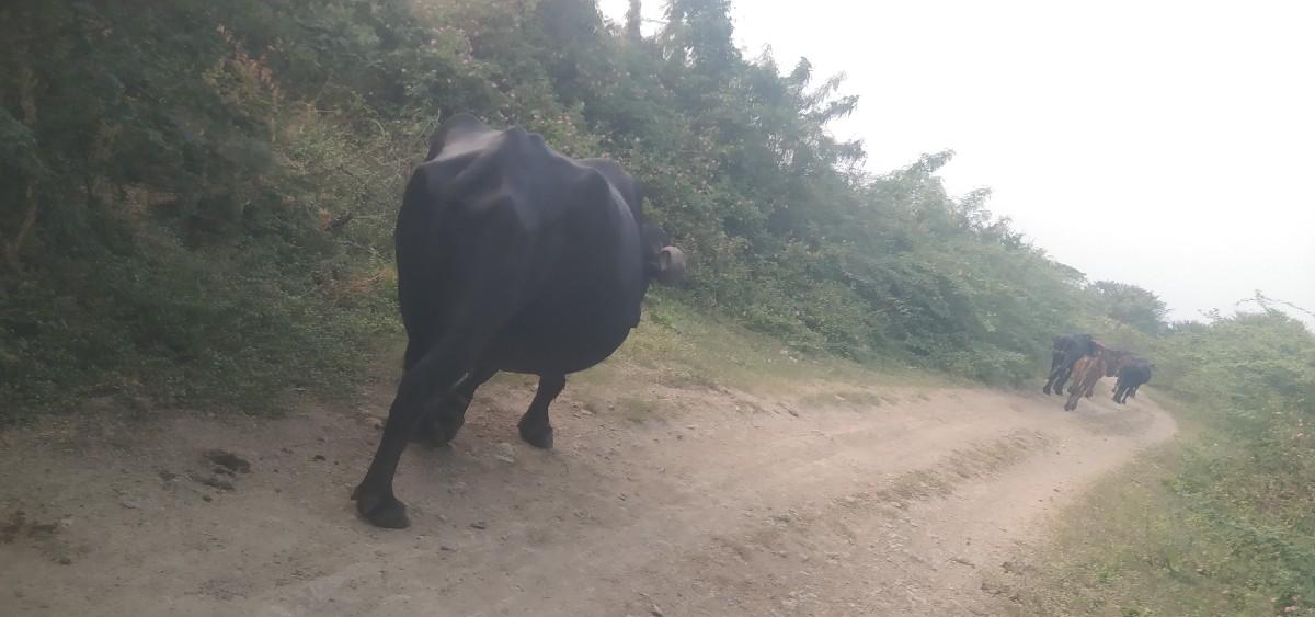 વેચવાની છેબીજાવેતરની25દીનીકાચીછે