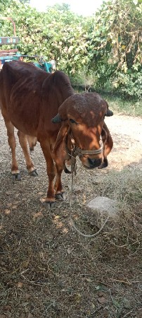 થંબનેલ 3