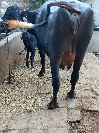 થંબનેલ 5