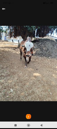 थंबनेल 3