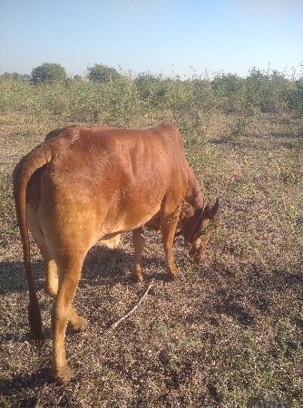 પેલા વેટર ની દેશી ઓડકી