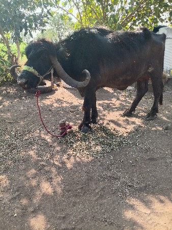 થંબનેલ 3