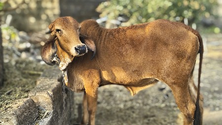 થંબનેલ 3