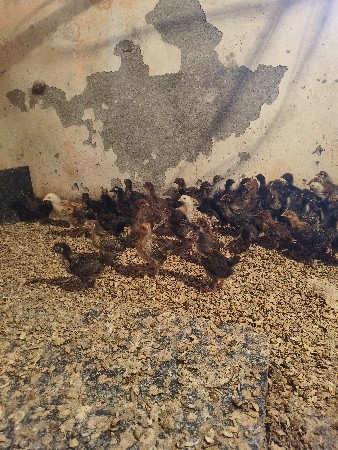 थंबनेल 3