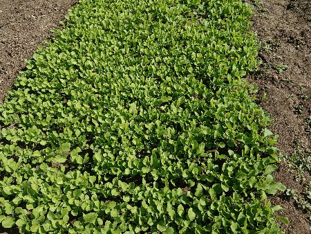 ઘી ગોટા રીંગણી