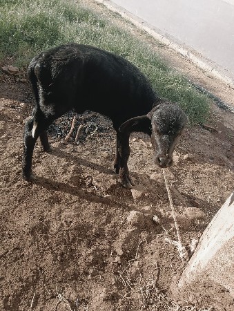 ખળેલી વેચવાની છે