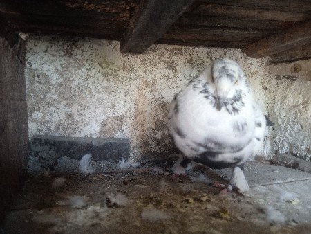 થંબનેલ 3