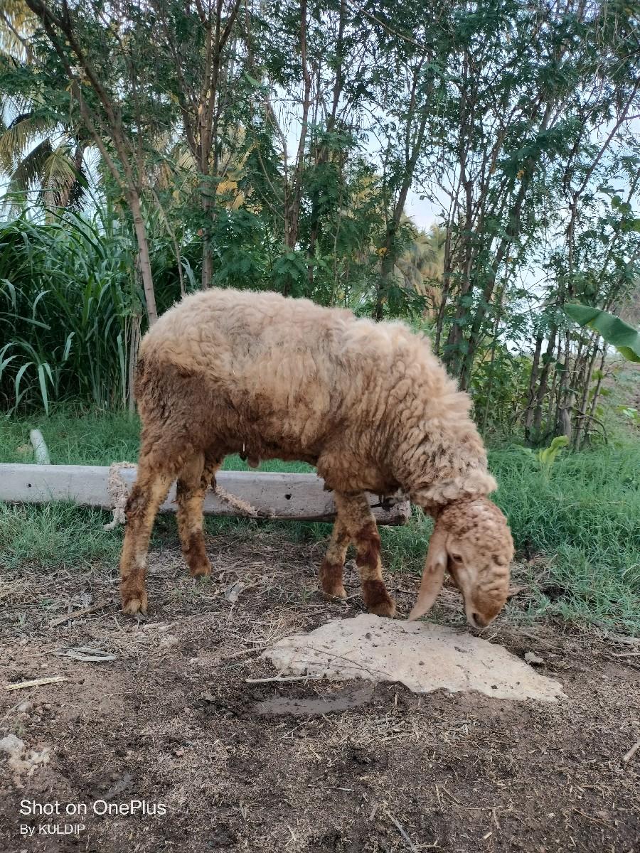 ઘેટો વેચવાનો છે