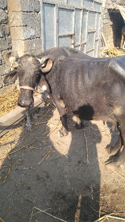 ભેંસ વેચવાની છે
