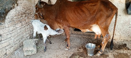 ગાય 3 વેતર