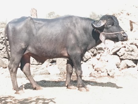 थंबनेल 2