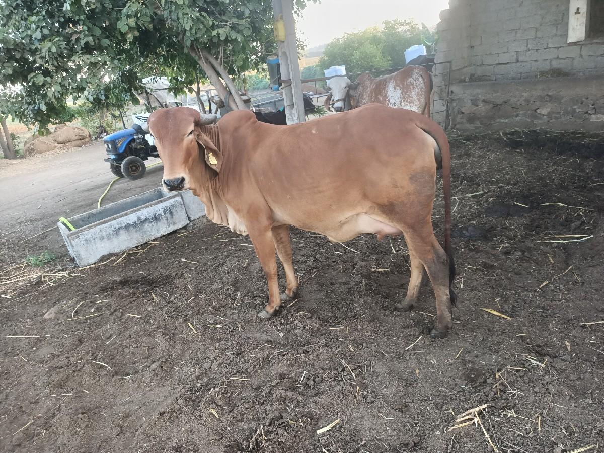 थंबनेल 3