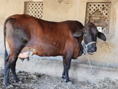 થંબનેલ 1