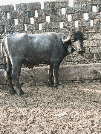 પાડો વેચવાનો છે