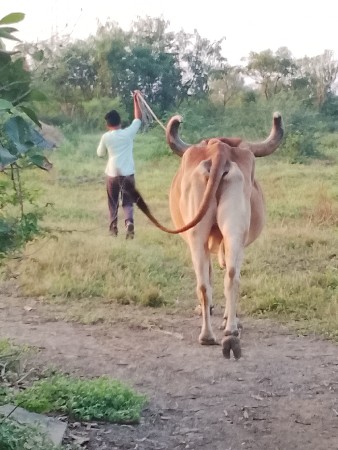 બળદ વેચવાનો છે