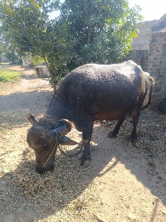 થંબનેલ 3