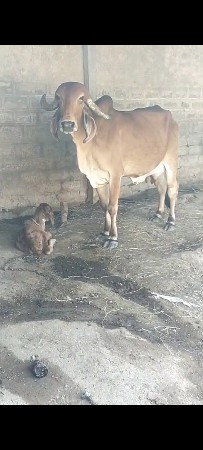 વોડકી વેસવાની સે