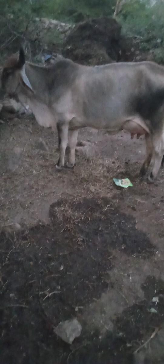 थंबनेल 3