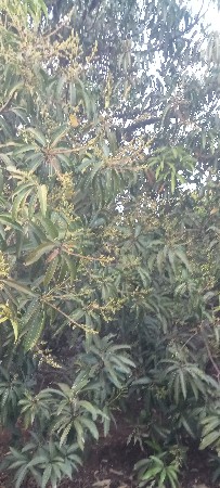 બગીચા નો ઈજારો આપવાનો છે