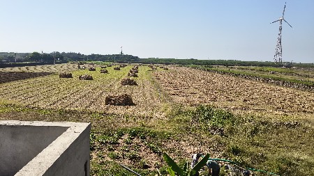 જુવાર ની સાર