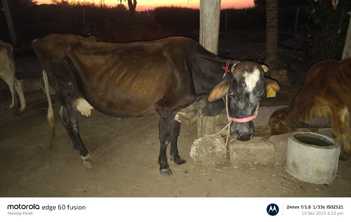 ગાય વેચવાની છે.