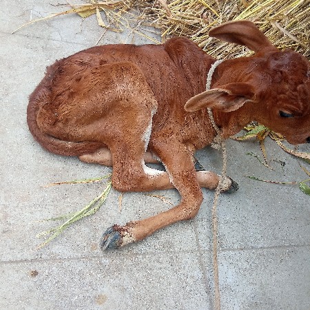 ગાય વેચવા ની છે