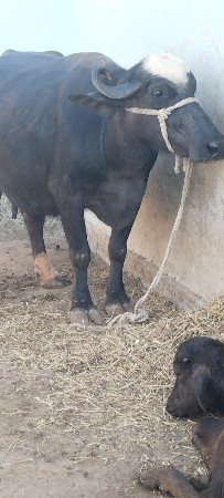 थंबनेल 2