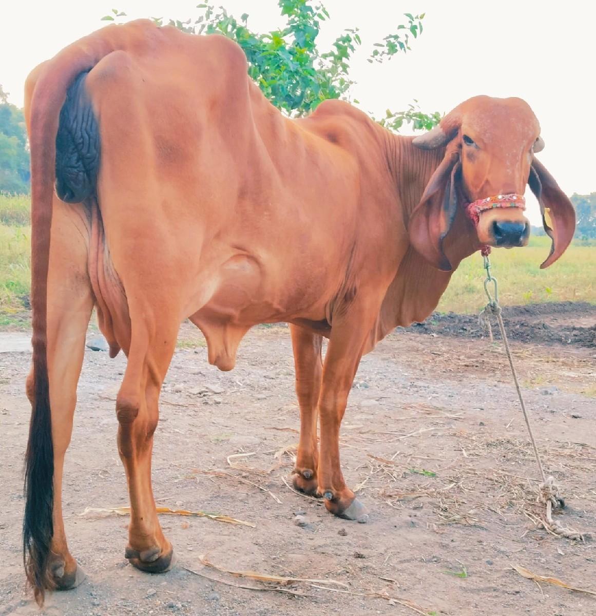 ગીર હોડકી વેચવાની 
ગીર ગાય વેચવાની