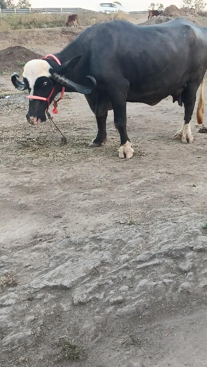 થંબનેલ 3