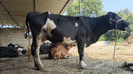 જરસી ગાય🐄 વેસવાની સે