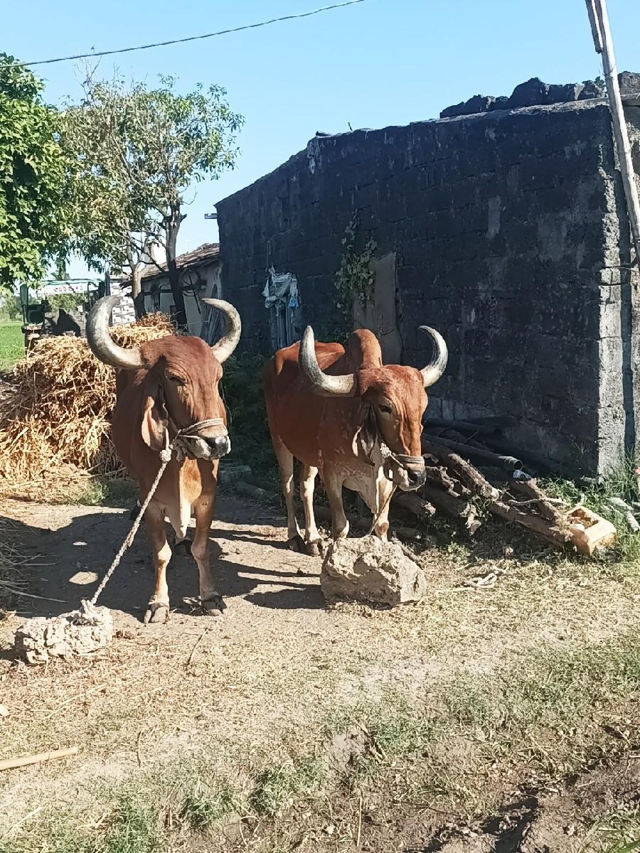 બળદ વેચવાના છે