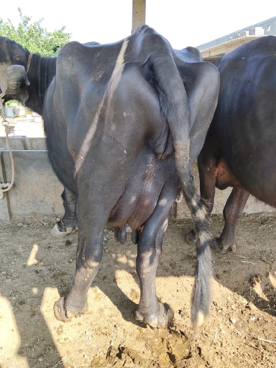 થંબનેલ 2