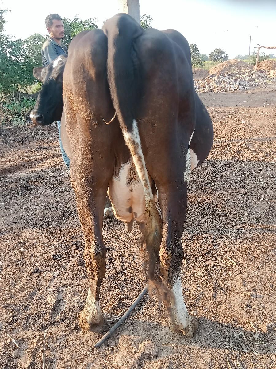 ગાય વેચવાની સે