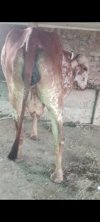 ગીર કાબરી