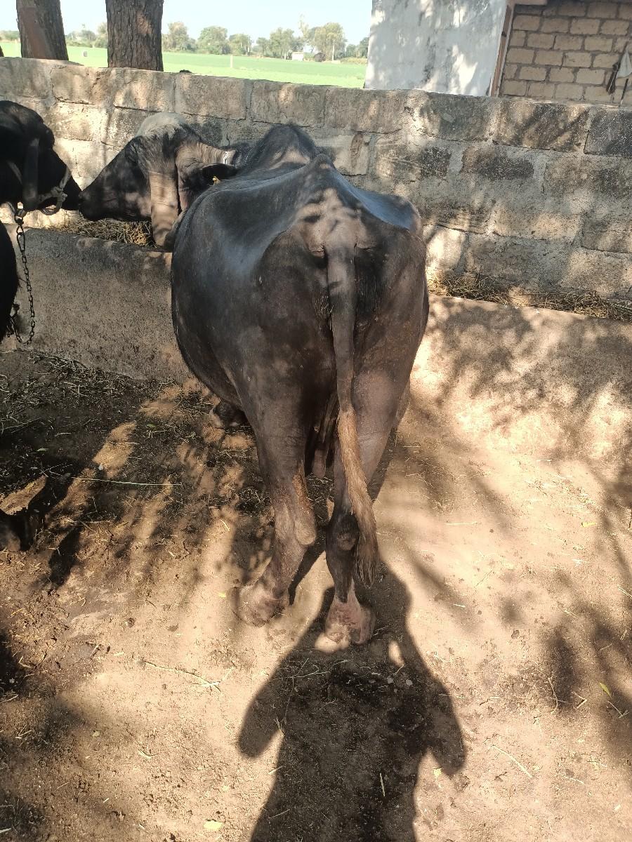 थंबनेल 3