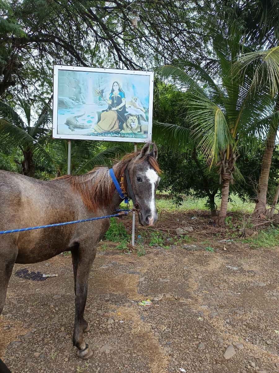 વછેરી વેચવાની  છે