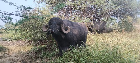 थंबनेल 2