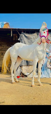 ઘોડી વેચવાની છે