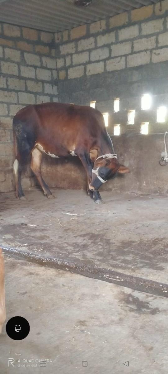 थंबनेल 2