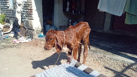 થંબનેલ 3