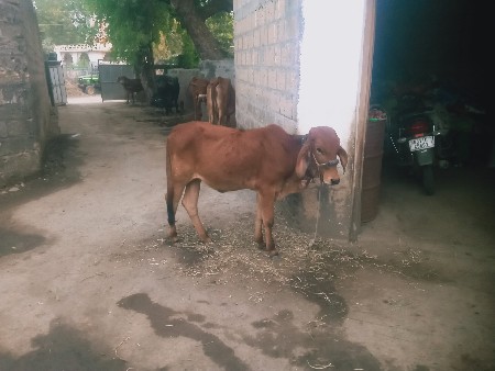 પારવા માટે આપવાની છે