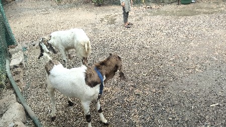 ek tota buri Bakri ne ek Hyderabadi