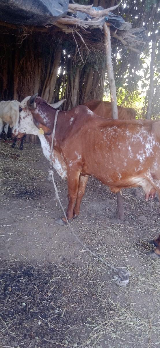 ગાય વેચવાની છે